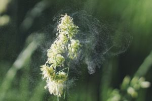 allergie pollen